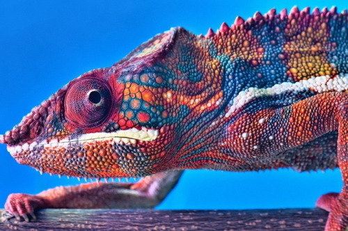 Porn funnywildlife:  Panther Chameleons live in photos