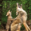 coyotes-shall-inherit-the-earth
