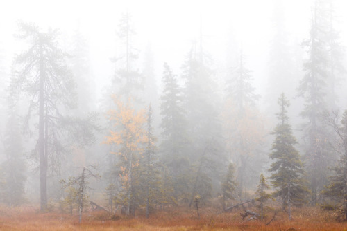 tiinatormanenphotography: What a misty autumn. It’s been super foggy around the clock almost 2