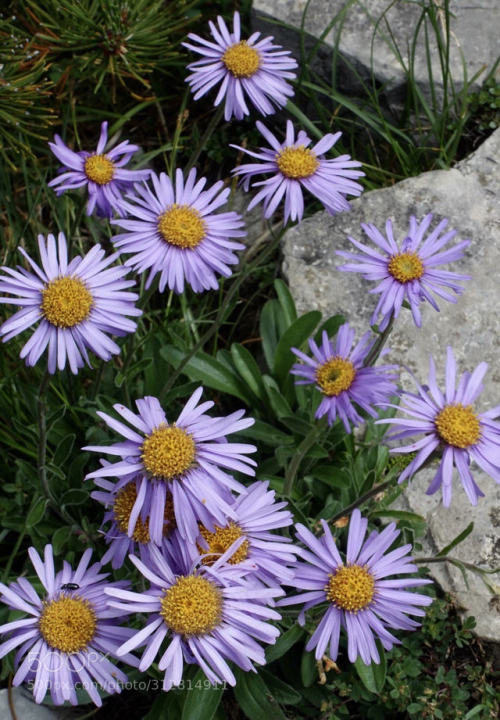 Alpine Aster by johannennemoser Source: https://ift.tt/2LZSbKm