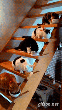 funny-gif-1:  Other Funny Gİfs http://funny-gif-1.tumblr.com/