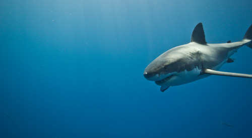 Great White Shark (by Scubaben)