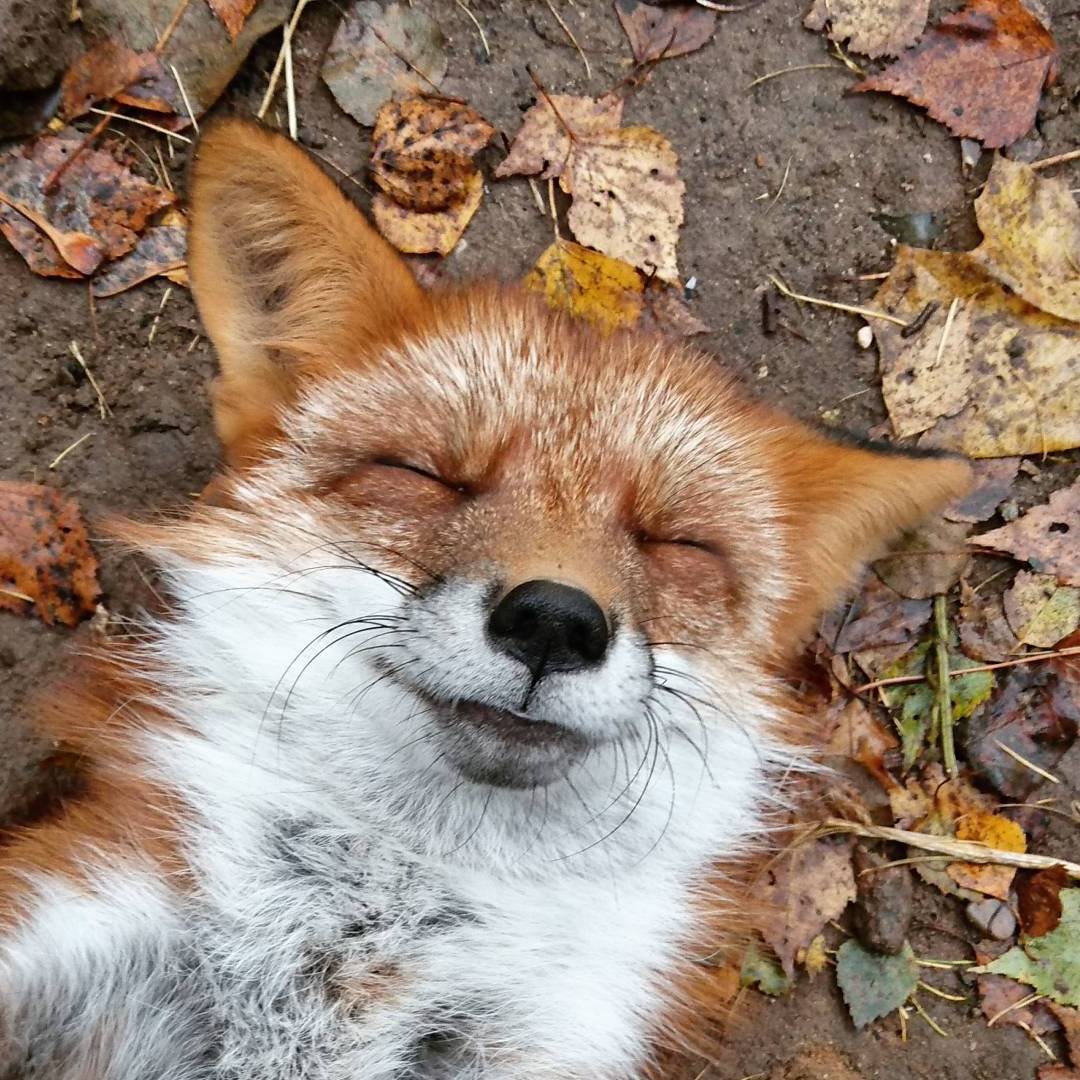 everythingfox:   (◠ ᴥ◠) Woody the Fox 