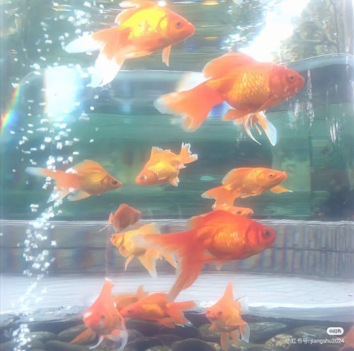 I SEA YOU, Jelly Fish Vs. Goldfish