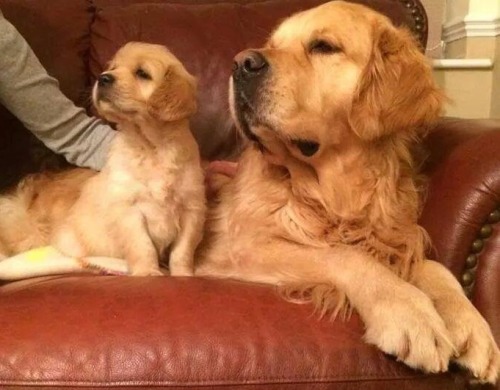 thecutestofthecute:  awwww-cute:  like father porn pictures