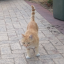 deafeningcattastemaker