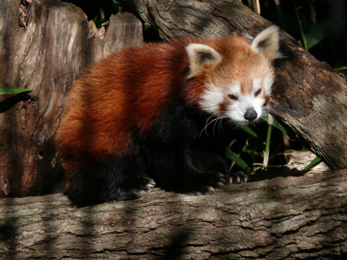 errantlight: Is he cute or what? by Basil on Flickr. #red panda hates the hideous light of the day-s