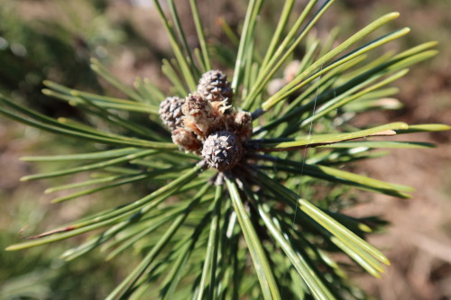 Pinus mugo — mountain pine