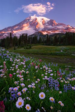 bluepueblo:  Wildflowers, Mt. Rainier, Washington
