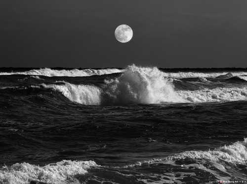 Sea Swallow me.