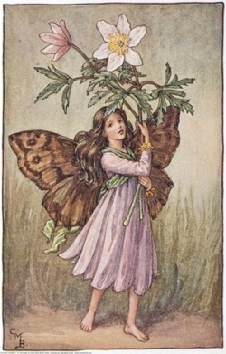 marjoleinhoekendijk:  Windflower Fairy and Lady’s-Smock Fairy More Flower Fairies 