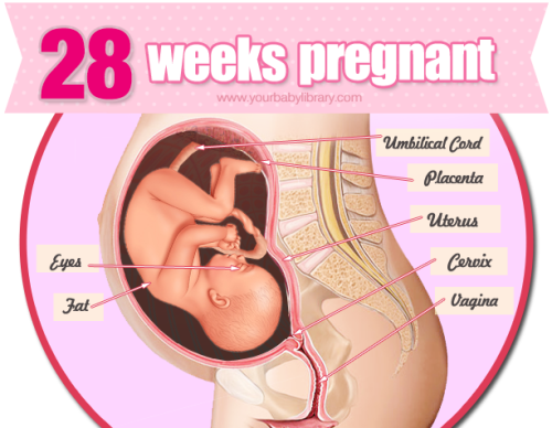 While 28 weeks pregnant you’ve reached the third trimester in your pregnancy. Your baby’s also