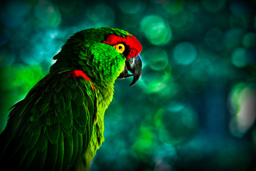 cedorsey:  Green ParrotPhoto Credit: (Arif Mahmood)