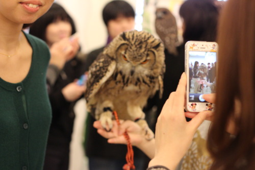 travelry:  You guys have probably heard about ‘cat cafes’ in Asia. Well, today I went to an owl cafe in Osaka, Japan. It was amazing, and there are lots of different species, from a huge eagle owl, to tiny little ones that perch on your head and shoulders