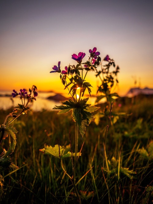 flowers and the midnightsun. duong nguyen