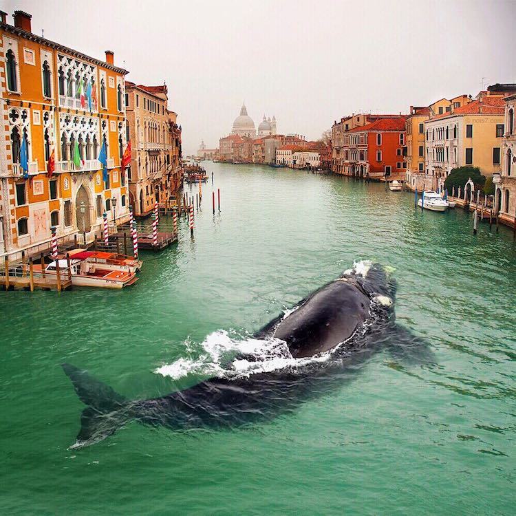 mymodernmet:  Photo Expert Creates Dreamy Fairytale Images of Animals in Unexpected