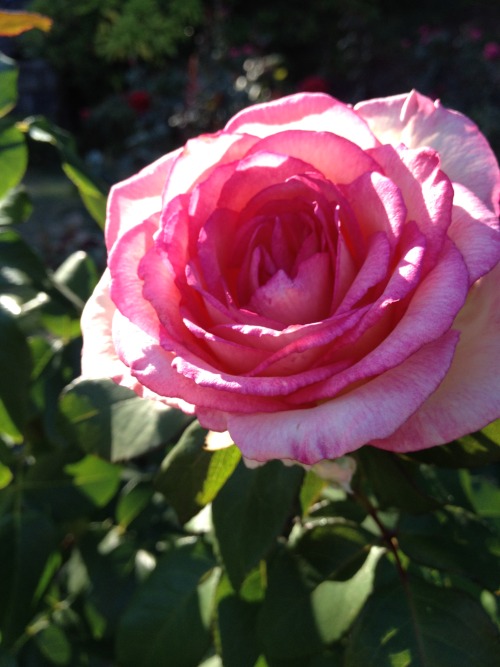 portland rose garden