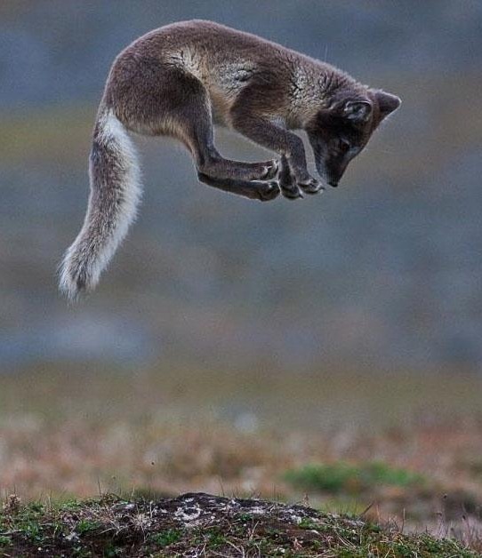 beautiful-wildlife:  Fox Jump by Aleksander Myklebust