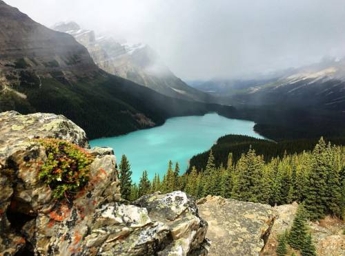 One of my favourite stops along the Icefields Parkway. #peytolake #icefieldsparkway #banff #alberta 