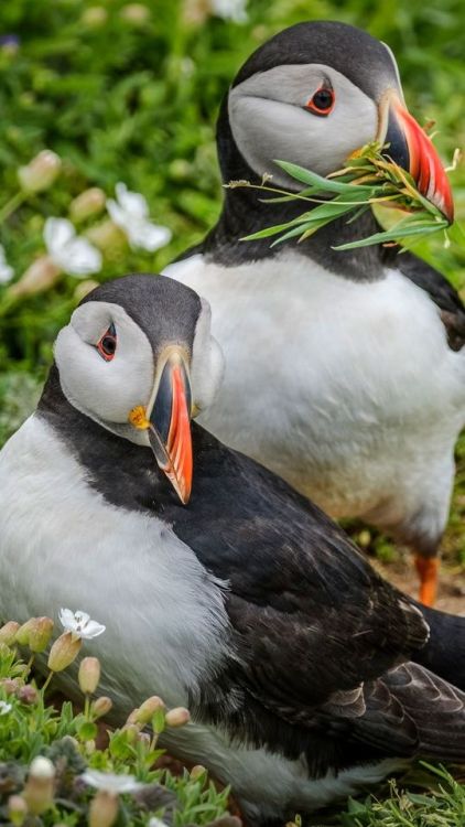 Wildlife, puffin, bird pair, 720x1280 wallpaper @wallpapersmug : https://ift.tt/2FI4itB - https://if