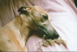 night-rooms:two pictures of my dog norman sleeping on my bed