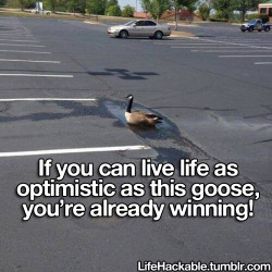 lifehackable:  this goose is goals
