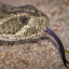crotalusscutulatus