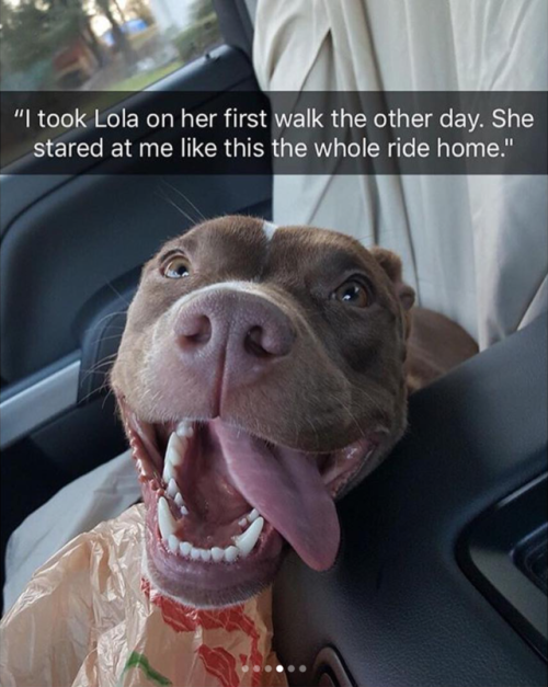 babyanimalgifs:Animal snaps