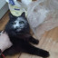 juulingcats
