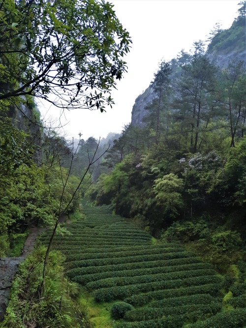 Tea fields on Mount Wuyi, Fujian