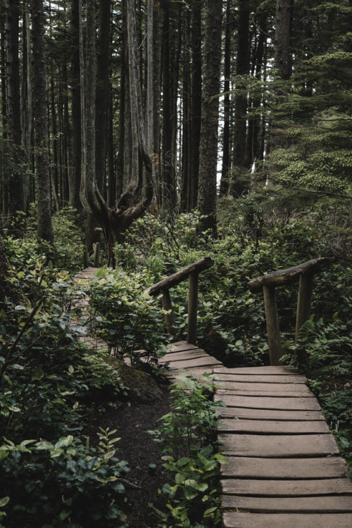 bridgetcouncil:The path to Cape Flattery.