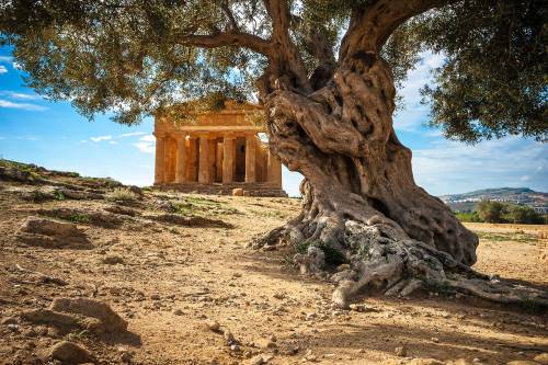 museum-of-artifacts:Agrigento - Temples valley. A greek temple in Sicily with an olive tree in the f