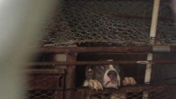 dreamy-vixen:  Please Sign This Petition!!! These dogs are being kept in TERRIBLE conditions for 5 days until they are euthanized. They are pitbulls that were seized because of the BSL (Breed Specific Law against Pitbulls) in Mississippi. They were taken