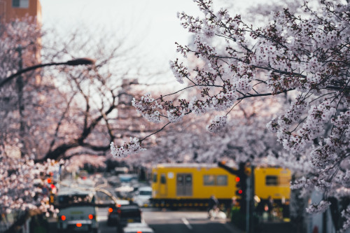 takashiyasui: Everyday life in Tokyo きれいな&hellip;もう一回　行きたい。