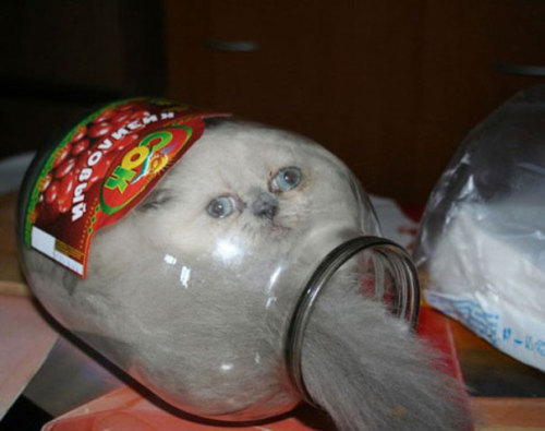 awesome-picz:Cats Who Immediately Regretted Their Poor Life Choices.