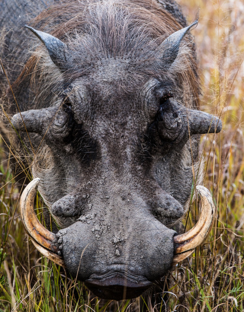 Porn llbwwb:   (via 500px / Big Tusker… by Denis photos