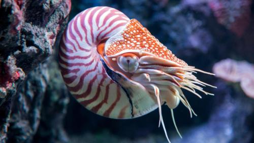 Nautilus shell sink