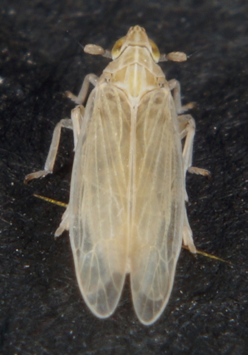 Prokelisia dolus