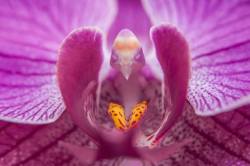 sixpenceee:   The center of this orchid looks like a tiny bird reading a book. (Source)