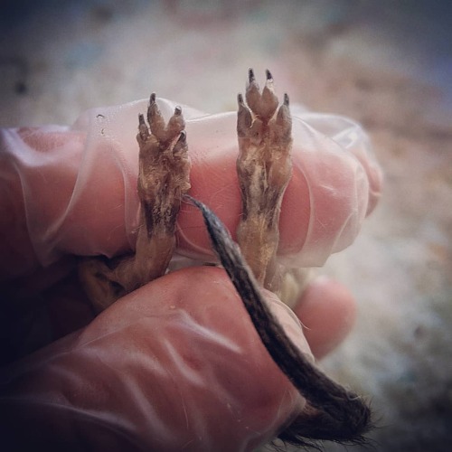 A nice surprise on this baby fennec fox - both middle toes share one heart-shaped bean! - - - - - #a