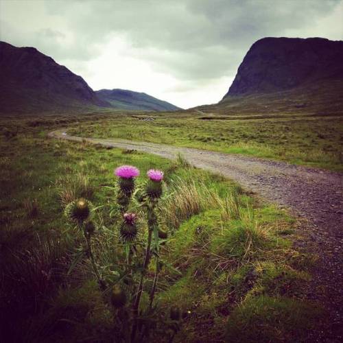 Blooming thistle in North Harris (Na Hearadh), Western Isles. Mèabhaig gu Bogha Glas. Bogha Glas is 