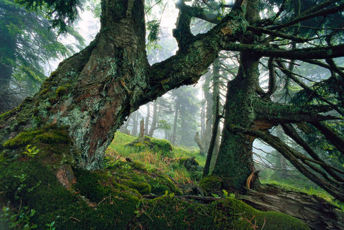 Deep In The Forest