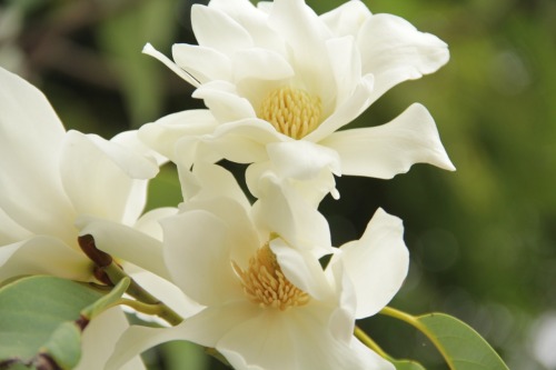 2.6.17 - Magnolia doltsopa &ldquo;silver cloud&rdquo;. I saw some beautiful flowering trees 