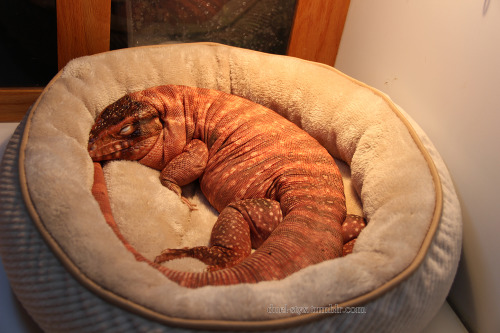 nosebacon: emaciatinq: duel-styx: Pet beds were on sale AND I had a coupon so Guts got a new bed.&nb