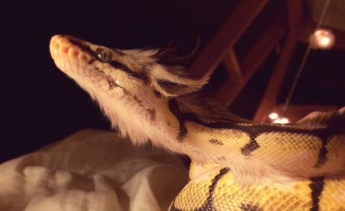 william-snekspeare:pet dragon edit: I DREW THIS I did not glue fur onto my snake fhdjskgfk