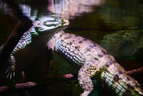 Alligators [x]