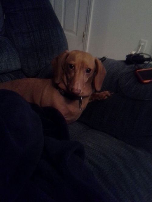 My lil 10 yr old weiner dog, Killain now-thatimthinkingsober.tumblr.com