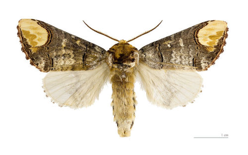moonfall-requiem:  This is pretty much the perfect camouflage. The Buff-tip moth (Phalera bucephala) avoids predators by disguising itself as a broken stick when at rest. [1] [2] 
