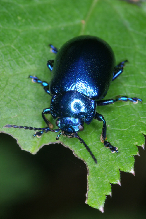 b33tl3b0y:precious blue mint beetle sons, they only like to eat members of the mint family!