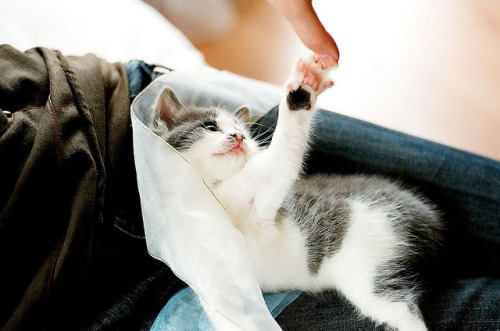 slanting:  Малышка Lucky. Теперь живет у Нади и Костика :-) by Seregina on Flickr.